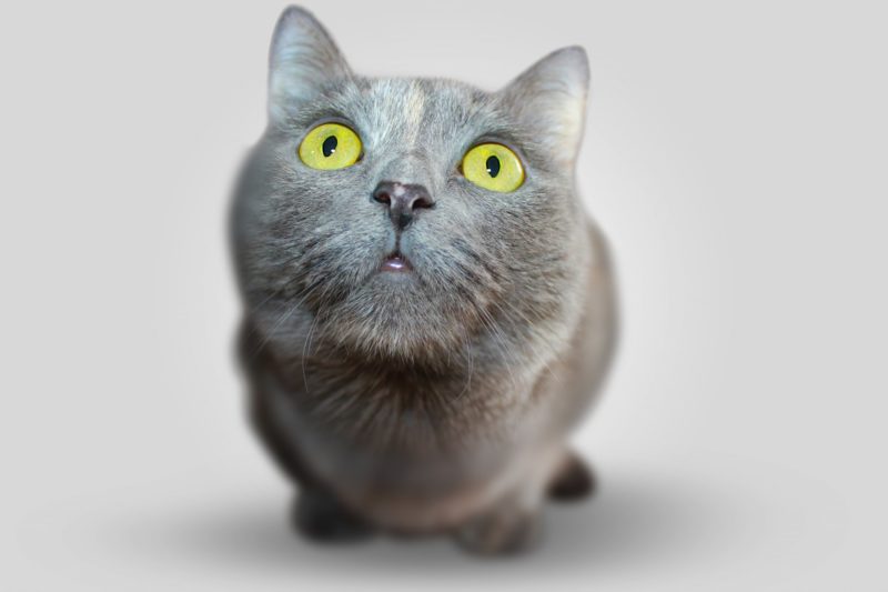 Katze